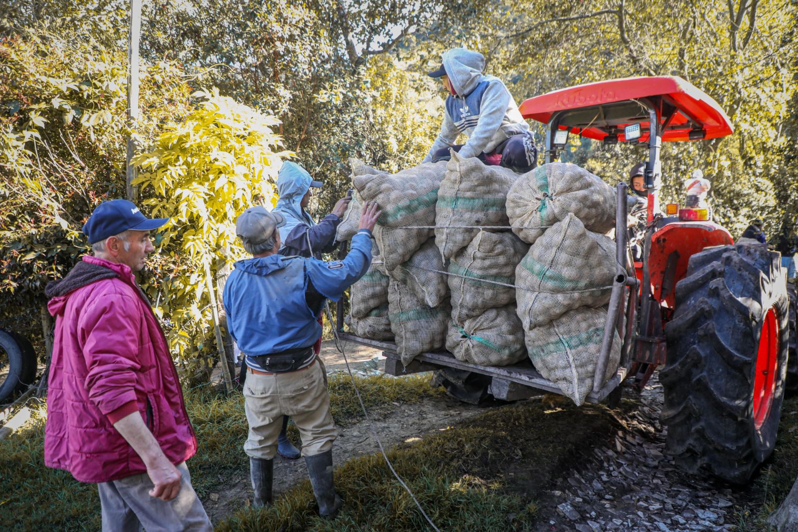 La Gobernación de Cundinamarca Impulsa al campo con $2,500 millones para apoyar a los paperos del departamento para el puente festivo.